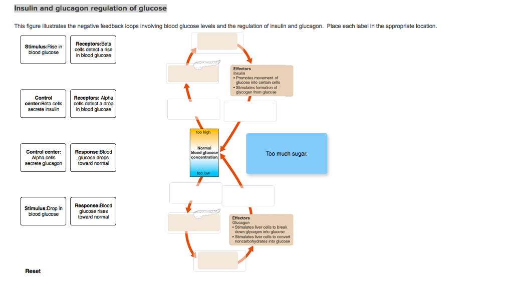 Solved Insulin And Glucagon Regulation Of Glucose This Chegg