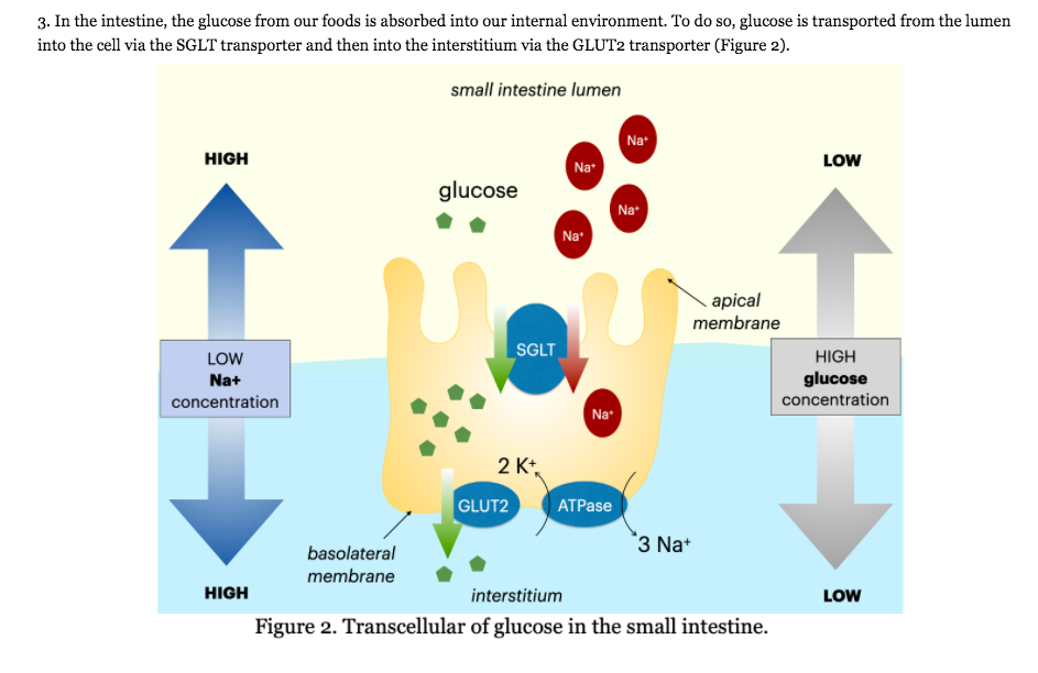 Solved 3. In the intestine, the glucose from our foods is | Chegg.com