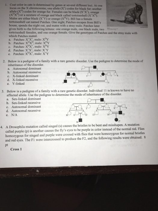 Solved 1. Coat color in cats is determined by genes at