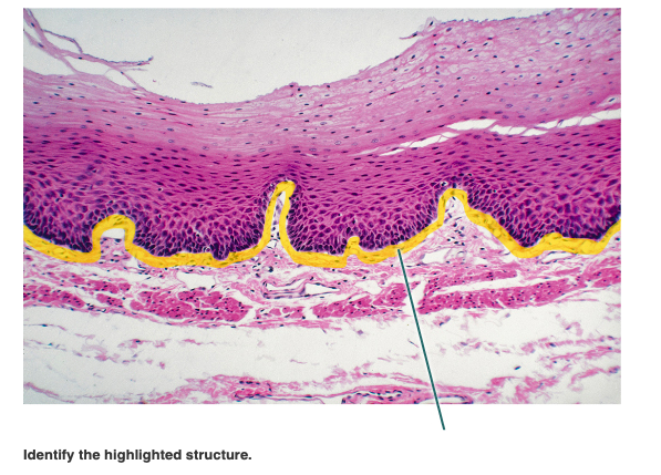 Solved Identify the highlighted structure. | Chegg.com