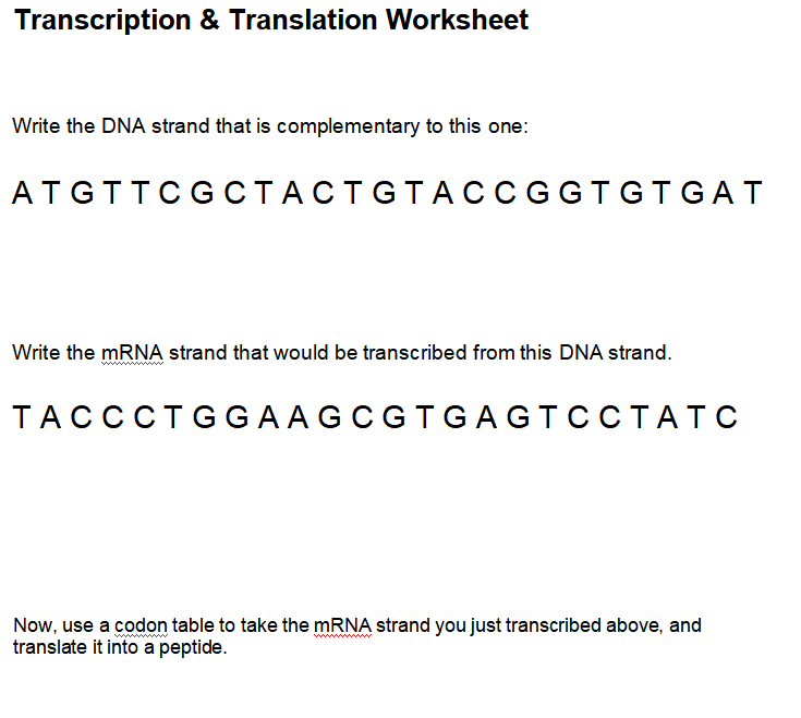 solved-transcription-translation-worksheet-write-the-dna-chegg