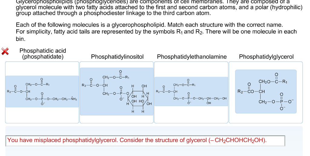 Solved Glycerophospnolipids (phosphoglycerides) are