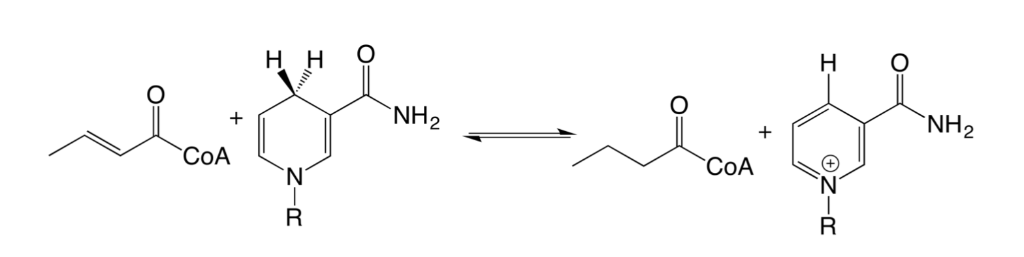 Solved In the following enoyl reductase reaction, incubation | Chegg.com