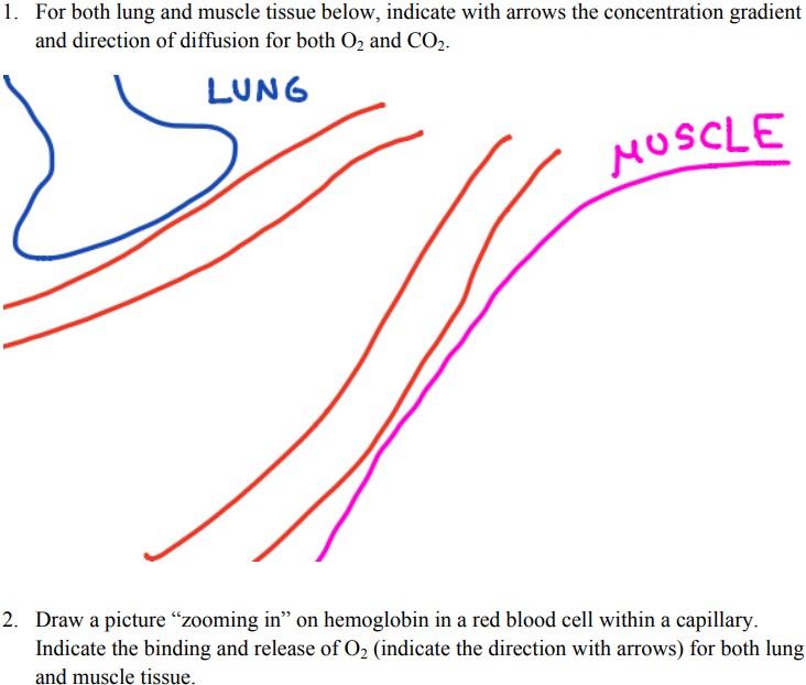 Solved 1. For both lung and muscle tissue below, indicate | Chegg.com