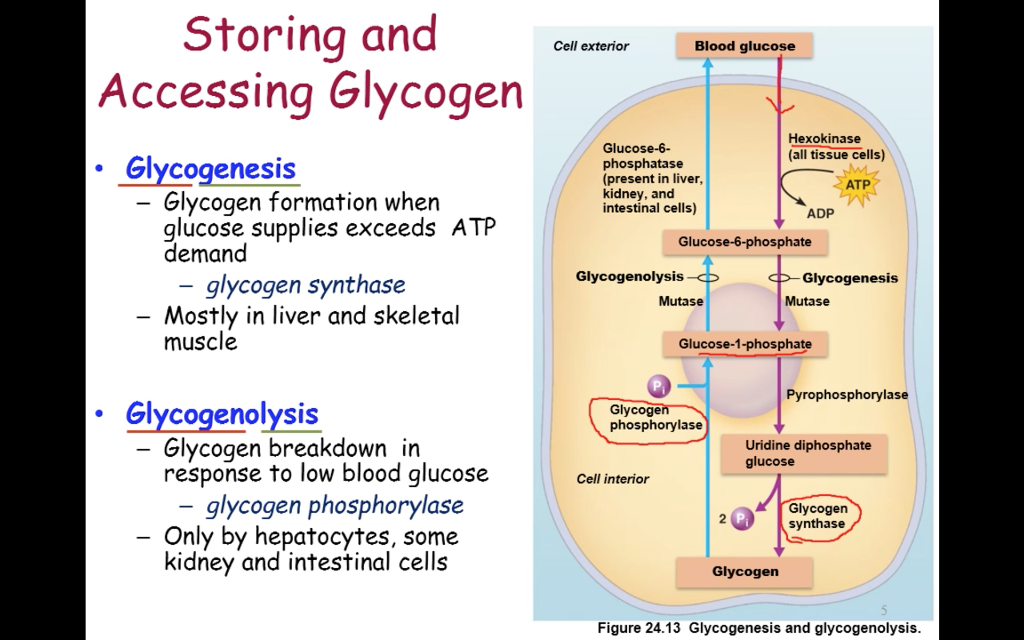 Glycogenolysis Diagram