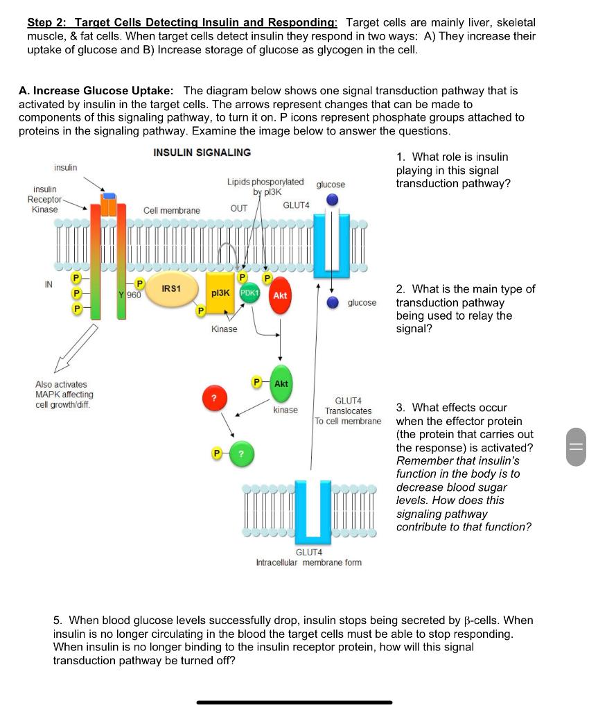 Solved Step 2: Target Cells Detecting Insulin and | Chegg.com