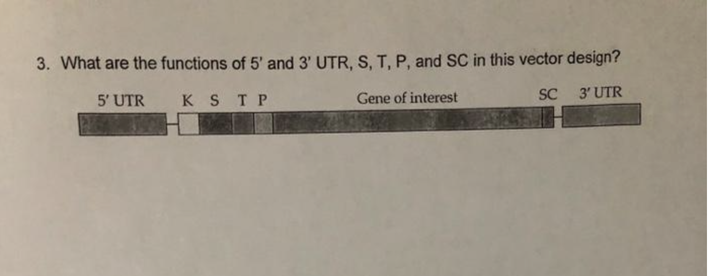 Solved 3. What are the functions of 5' and 3' UTR, S, T, P, | Chegg.com