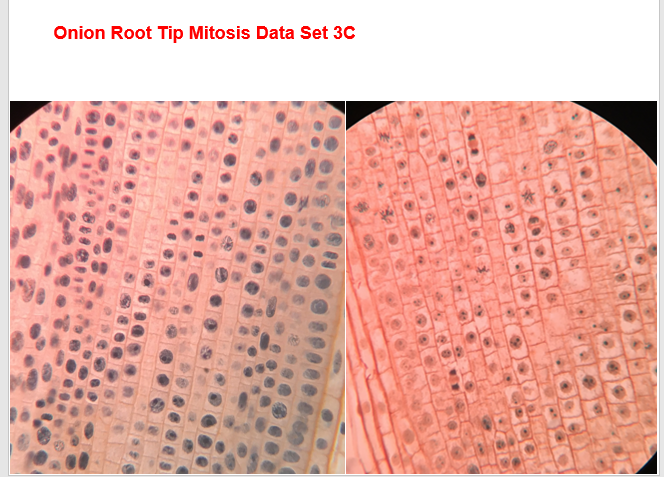 You are required to analyze 5 slides worth of raw | Chegg.com