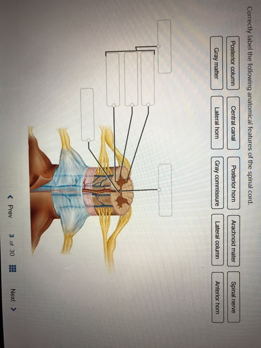 Solved: Correctly Label The Following Anatomical Features | Chegg.com