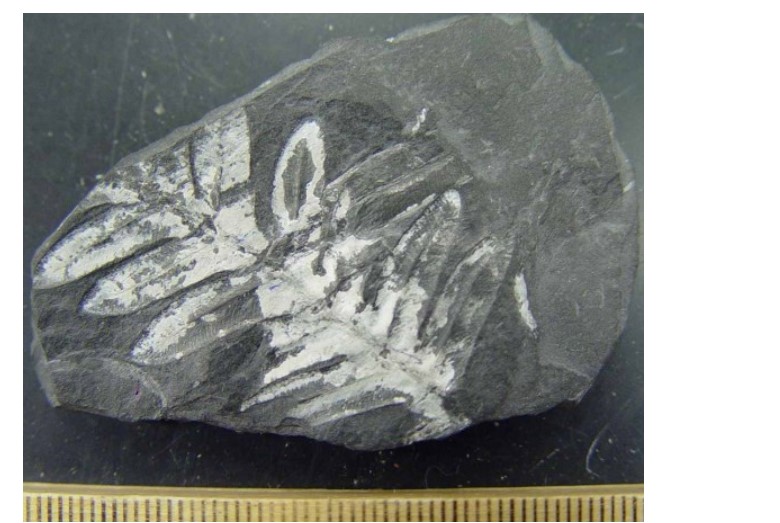 Solved Note that 1. These photographs show the same rock at | Chegg.com