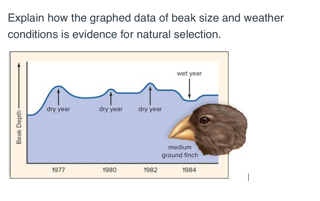 Solved Explain how the graphed data of beak size and weather | Chegg.com