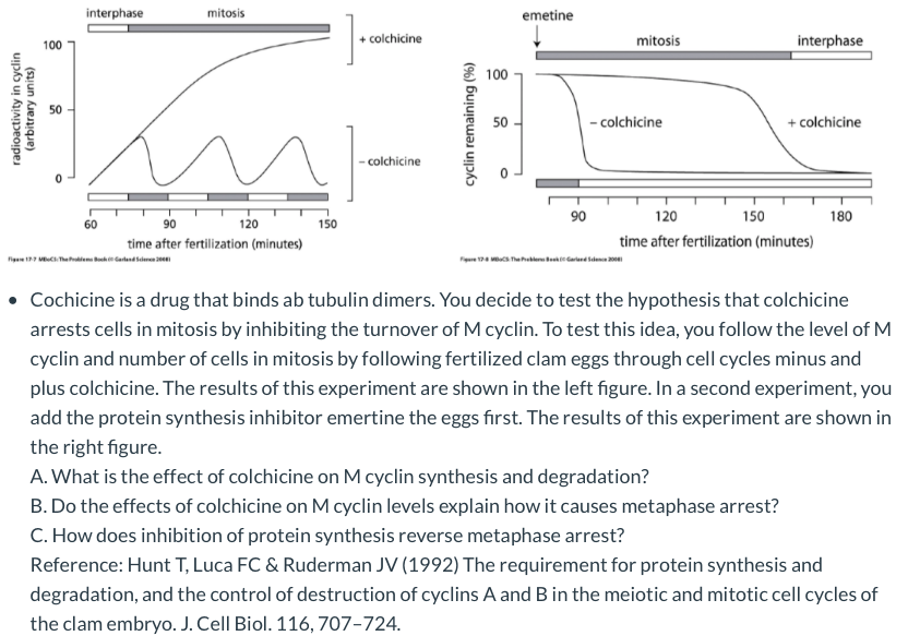 Solved Interphase Mitosis Emetine Colchicine Mitosis In Chegg Com