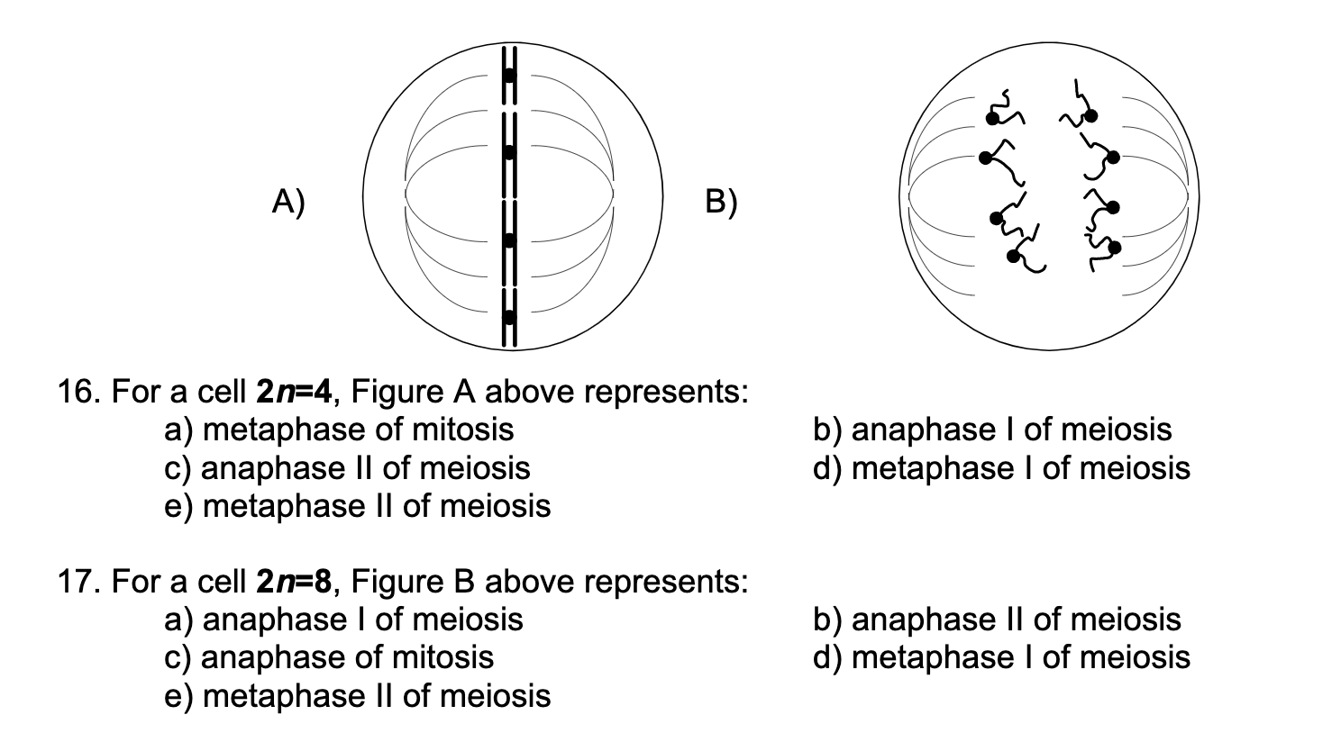 Metaphase Mitosis 2n=4