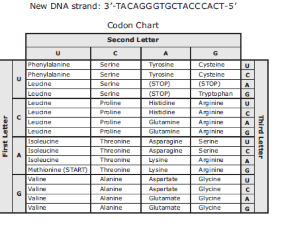 Solved A segment of DNA produces methionine, threonine, | Chegg.com