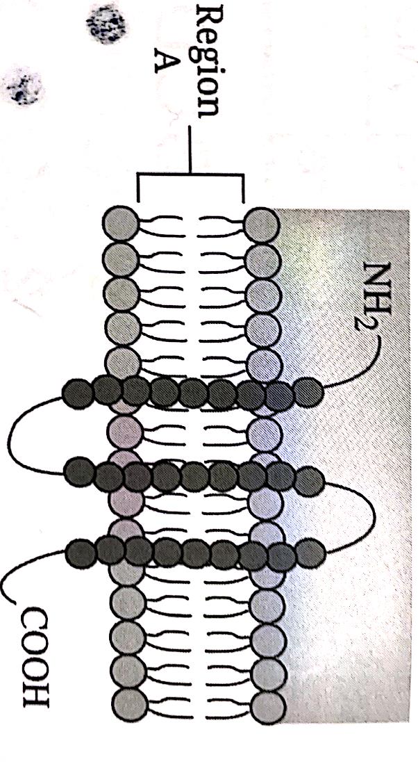 Solved Based on the Figure, the amino acids in region A are | Chegg.com