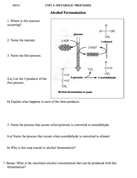 lactic acid fermentation diagram