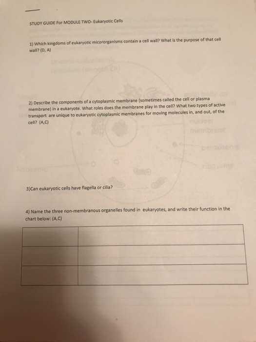 Solved STUDY GUIDE For MODULE TWO- Eukaryotic Cells 1) Which | Chegg.com
