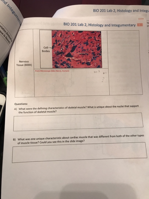 Solved BIO 201 Lab 2, Histology and Integu BIO 201 Lab 2, | Chegg.com