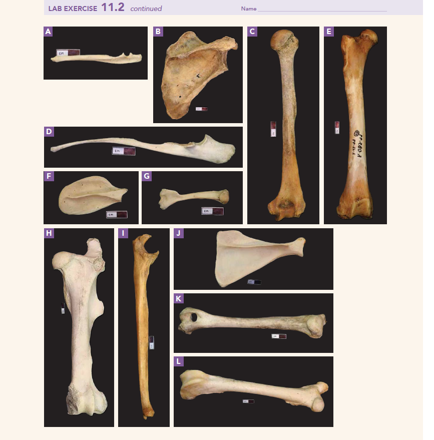 Solved Station 1: Bone Identification In this exercise you 