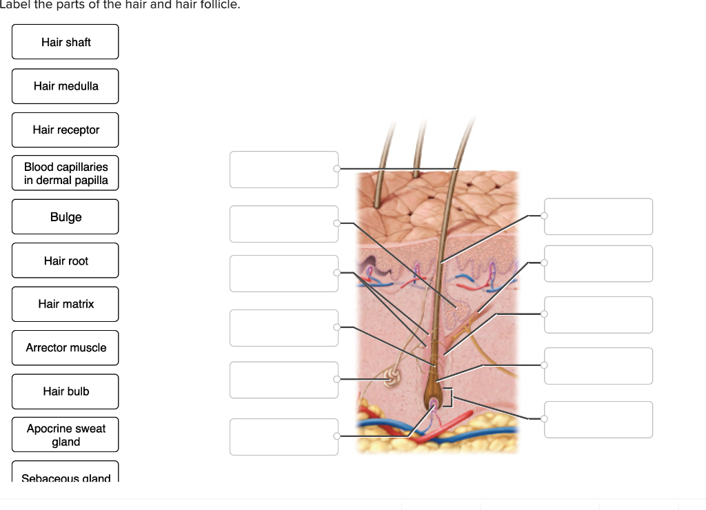 Label the parts of the hair and hair follicle. Hair shaft Hair medulla Hair receptor Blood capillaries in dermal papilla Bulg