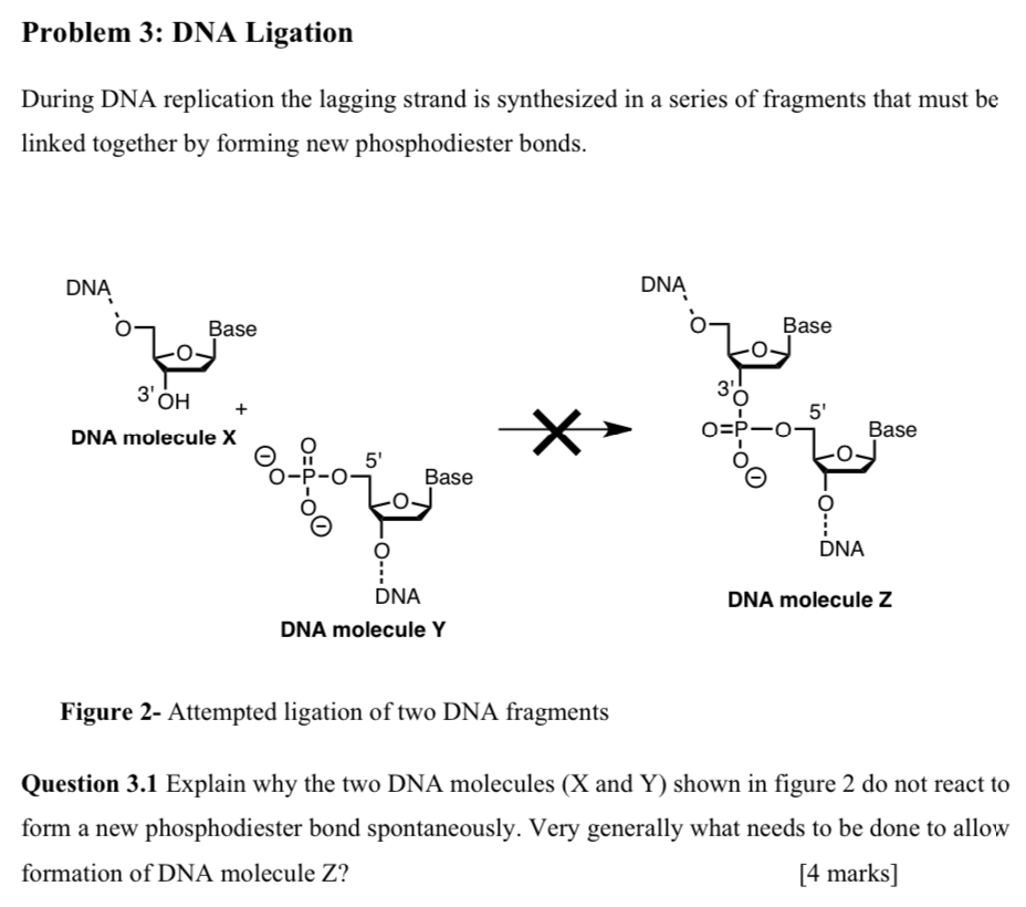 Solved Problem 3: DNA Ligation During DNA replication the | Chegg.com