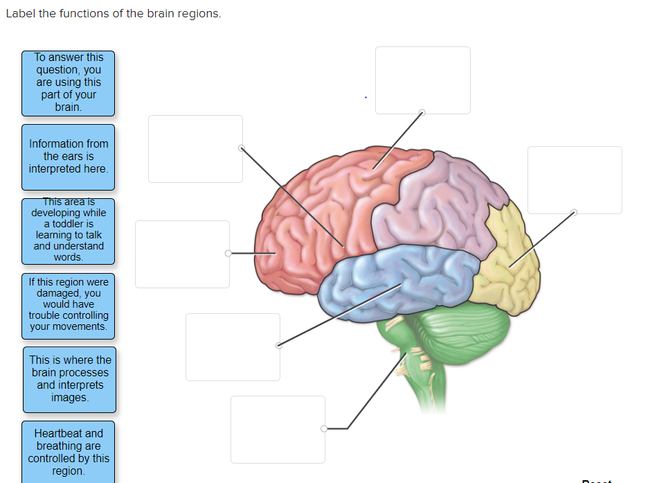 parts of the brain and their functions for kids