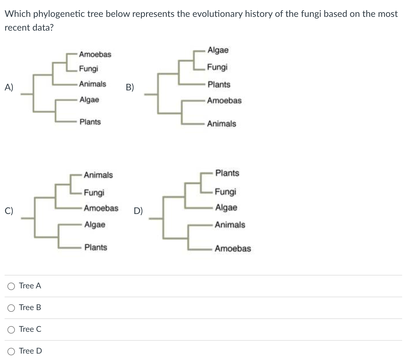 Solved Which phylogenetic tree below represents the | Chegg.com