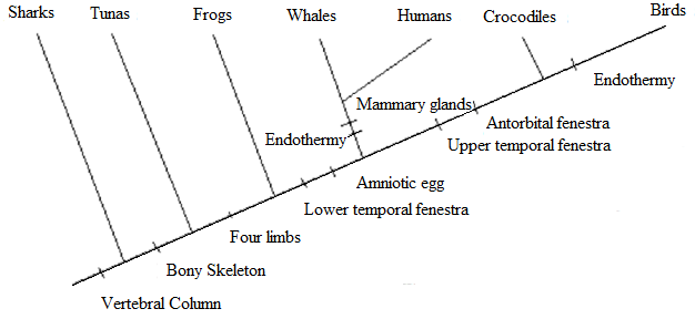 Solved Which taxon is the outgroup in the cladogram | Chegg.com