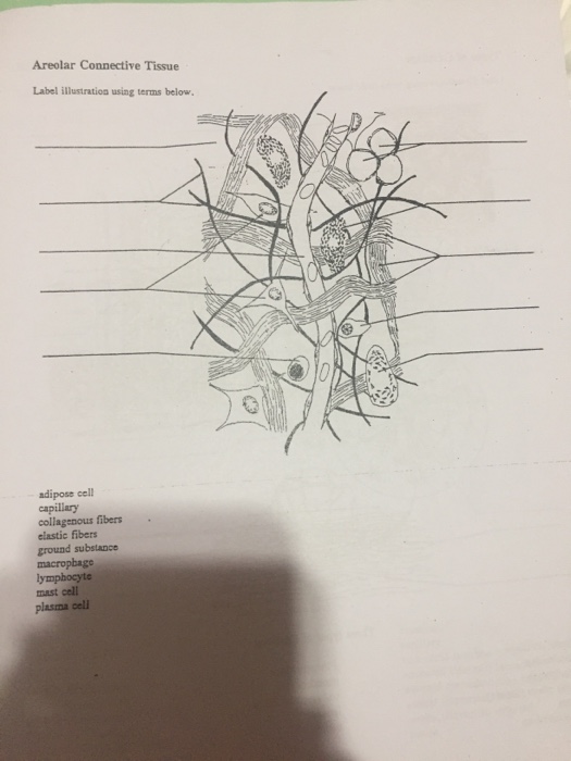 Solved Areolar Connective Tissue Label illustration using | Chegg.com