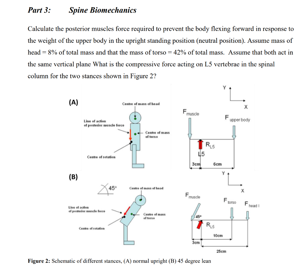 Solved Part 3 Spine Biomechanics Calculate the posterior