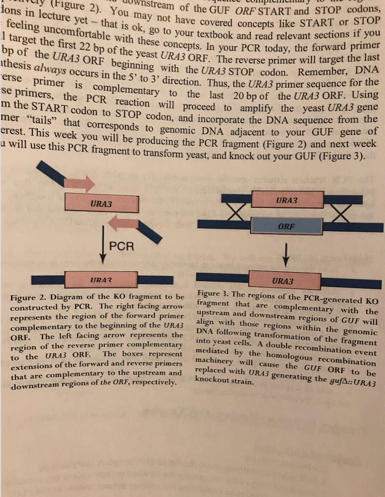 Solved Part 1 1. You set up a PCR reaction with the | Chegg.com