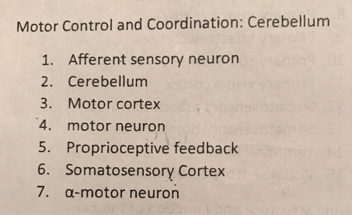 Solved Motor Control and Coordination: Cerebellum 1. | Chegg.com