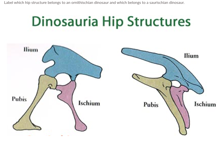 Dinosauria Hip Structures