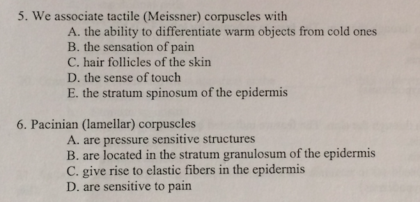 Solved 5. We associate tactile (Meissner) corpuscles with A. | Chegg.com
