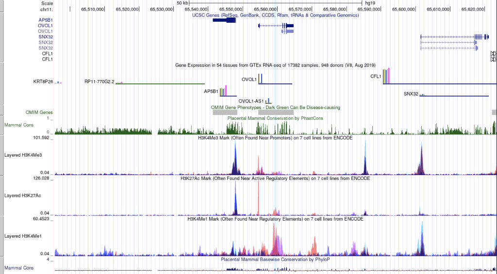 Solved Scale chr11: AP5B1 OVOL1 OVOL1 SNX32 SNX32 SNX32 CFL1 | Chegg.com