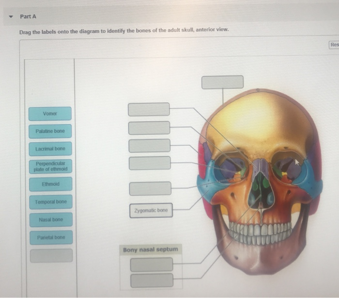 Vomer Bone Anterior View : Bone with apparently simple anatomy, but