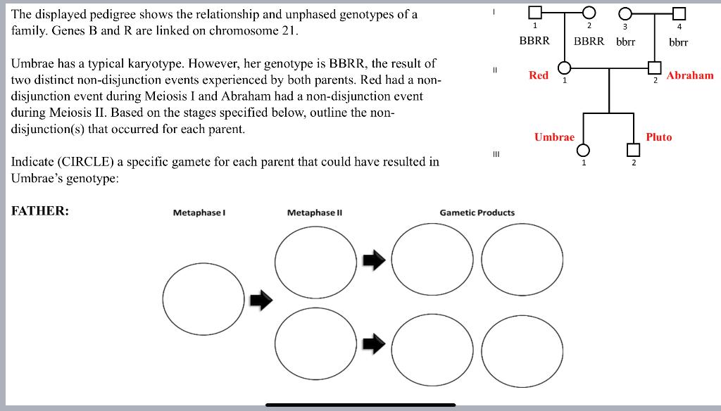 Solved The Displayed Pedigree Shows The Relationship And | Chegg.com