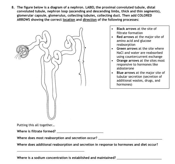 35 Label The Nephron Answers Labels Design Ideas 2020