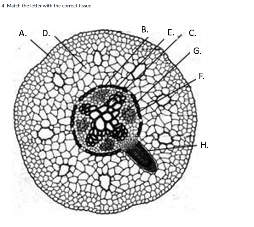 Solved 3. Match the letter with the correct plant organ B. | Chegg.com