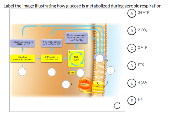 Solved Label the image illustrating how glucose is | Chegg.com
