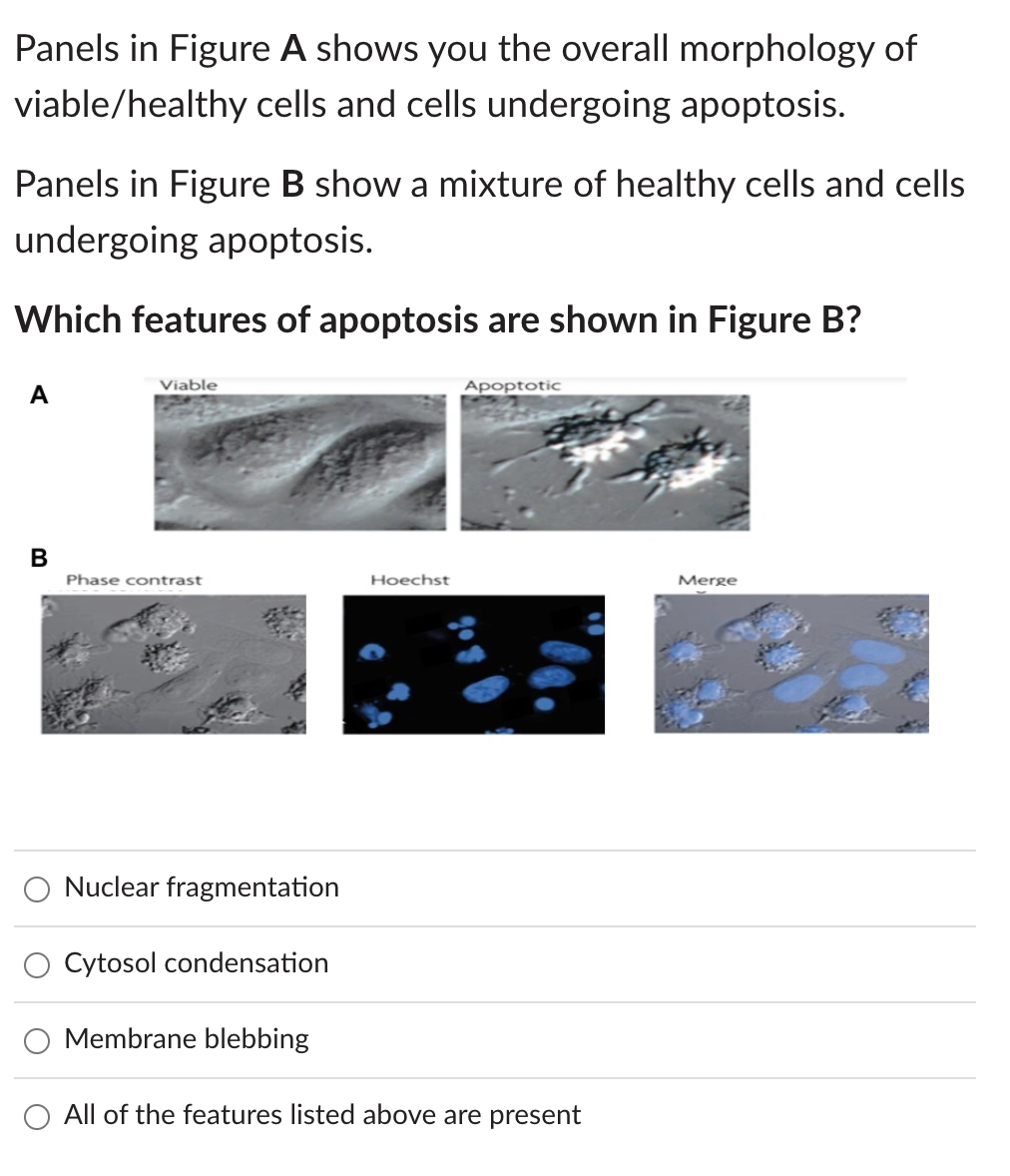 Solved Panels in Figure A shows you the overall morphology | Chegg.com