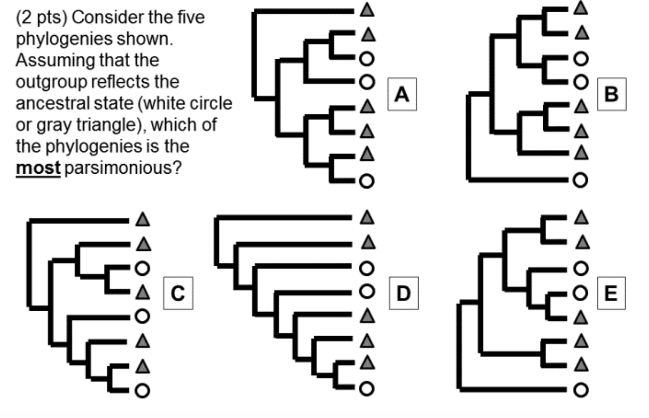 Solved (2 pts) Consider the five phylogenies shown. Assuming