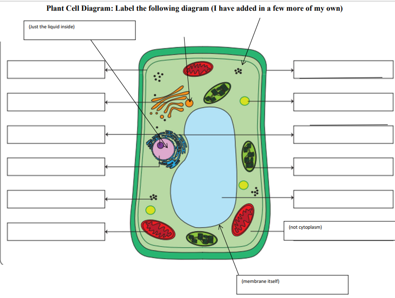 plant cell labeled