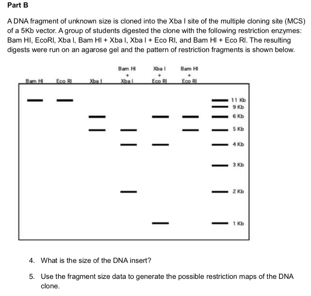 Solved Part B A DNA fragment of unknown size is cloned into | Chegg.com