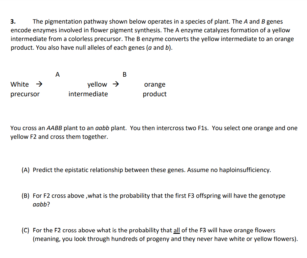 3. The Pigmentation Pathway Shown Below Operates In A | Chegg.com