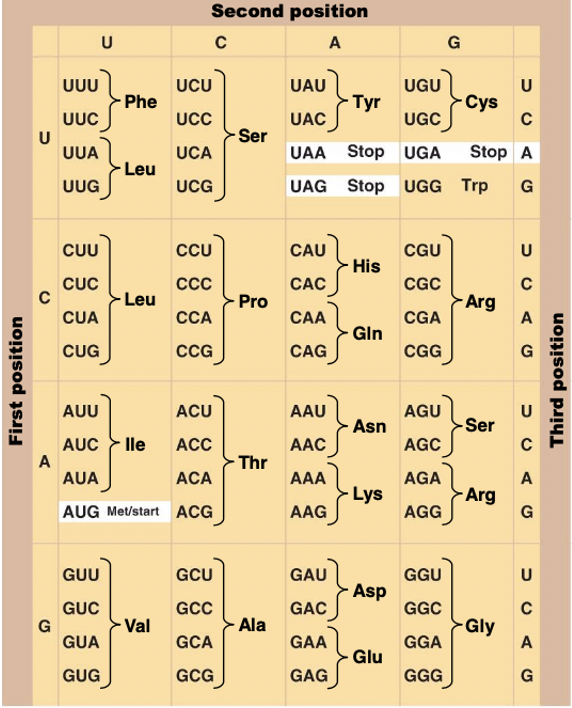 Solved Асс UUG AGA UUA AGG AGU GCA CGA CCA UCA ACA GUA GCC