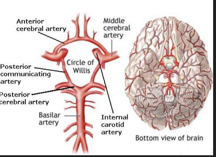 Anterior Cerebral Artery