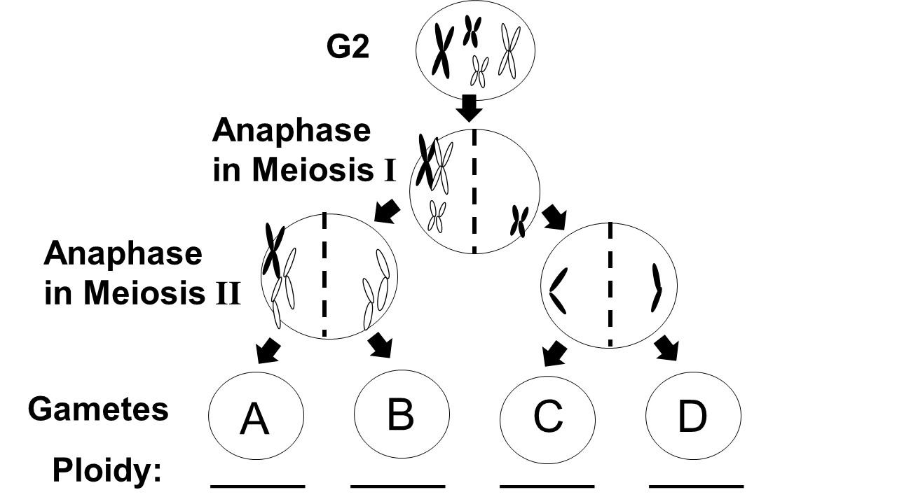 Solved 12) The figure below shows a diploid cell of 2N = 4 | Chegg.com