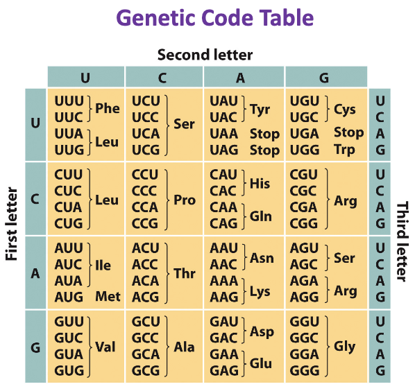 Solved Question 10 0.5 pts The genetic code is degenerate, | Chegg.com