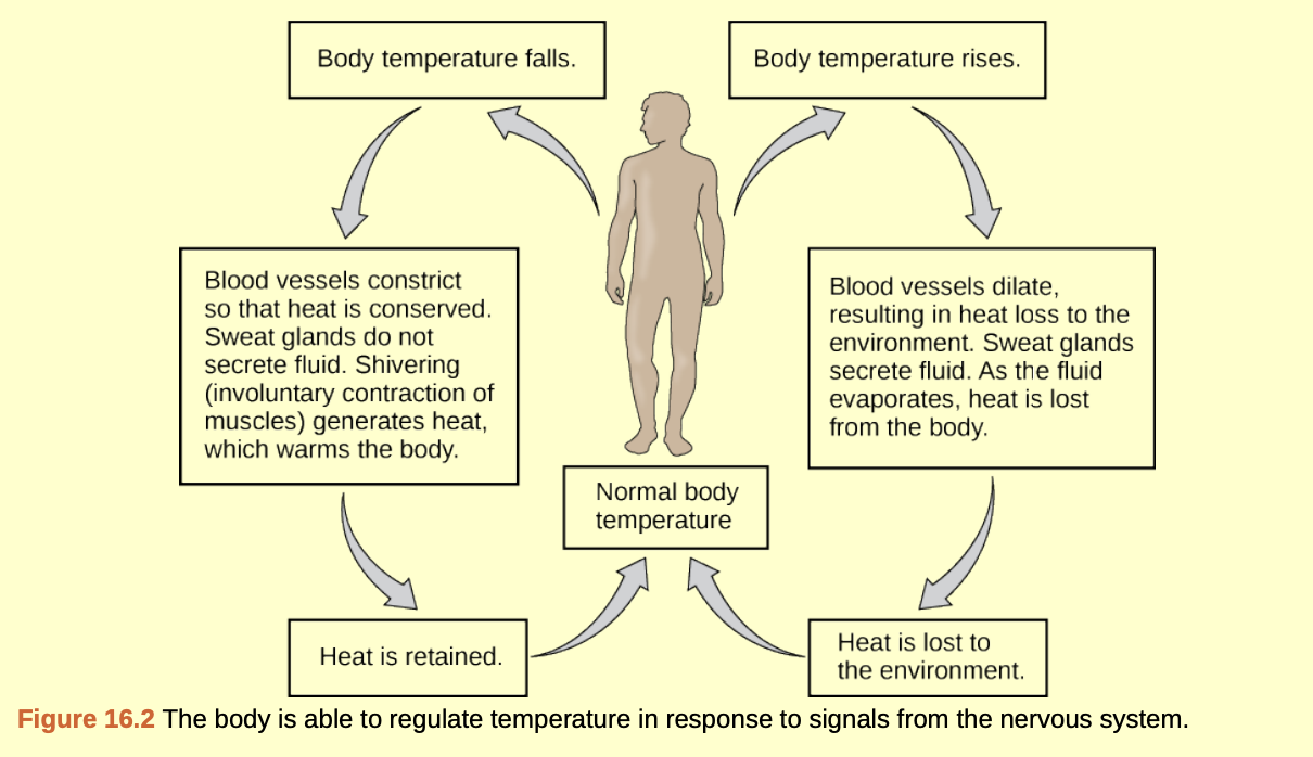 How Does the Body Regulate Temperature?